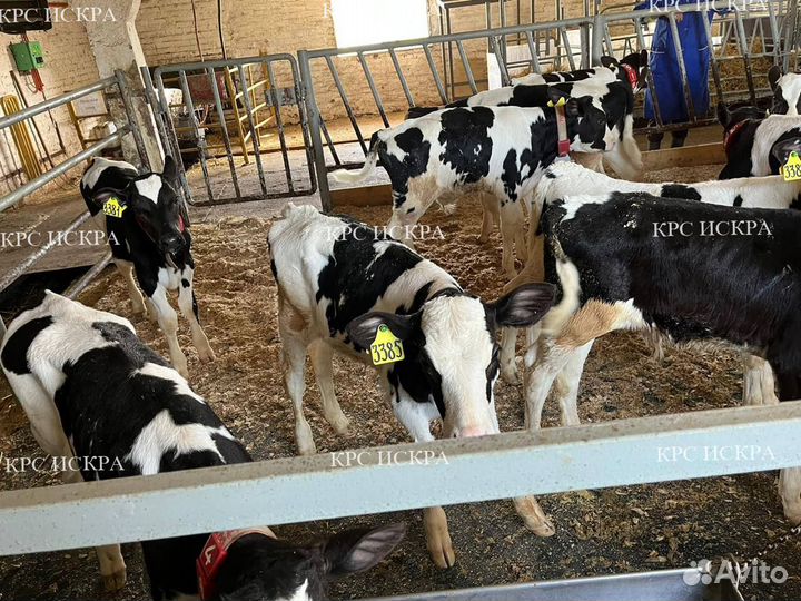 Бычки телята