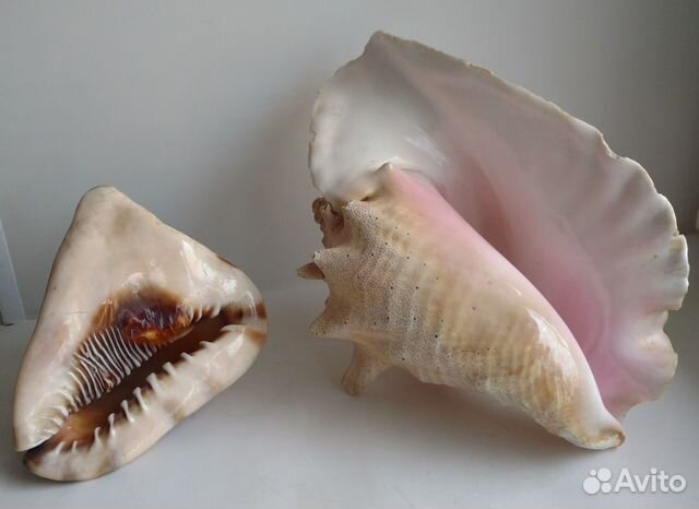 Морские раковины СССР