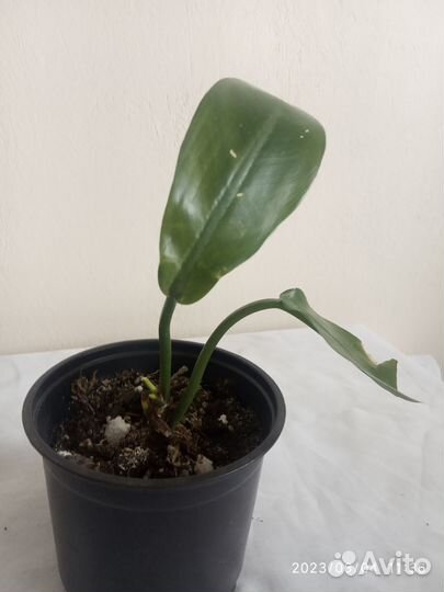 Филодендрон линнет