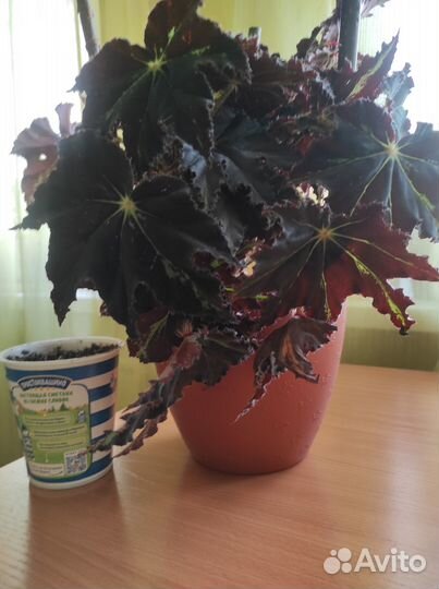 Комнатные домашние растения