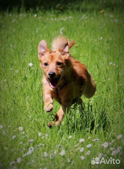 Прогулка с собакой