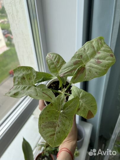 Комнатные растения