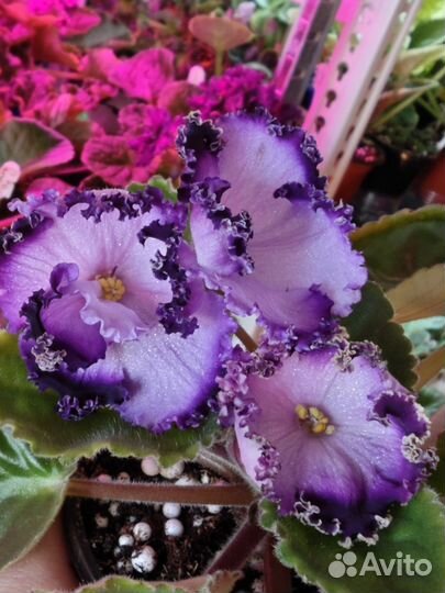 Сортовые фиалки