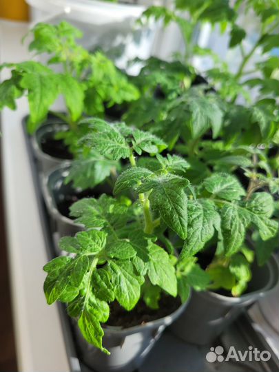 Рассада помидор черри