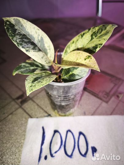 Комнатные Цветы