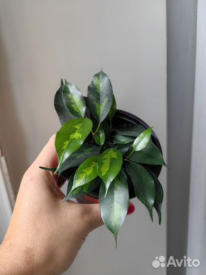 Фикусы разные сорта