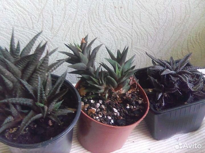 Сансевьерия цилиндрическая,гастерии,алоэ
