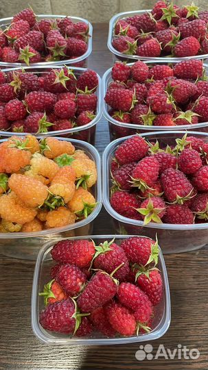 Саженцы малины