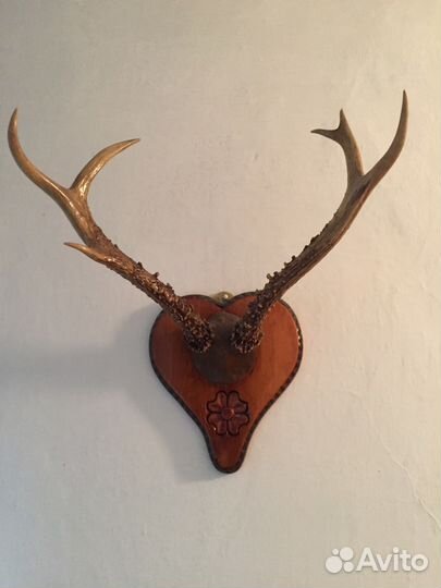 Рога косули