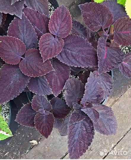 Колеус Фауст