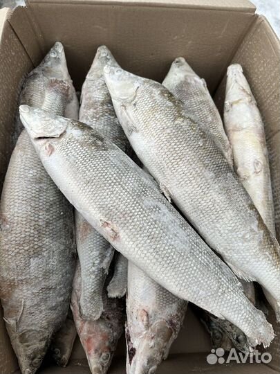 Муксун свежемороженый