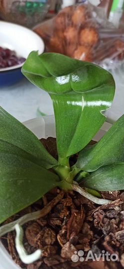 Орхидея фаленопсис