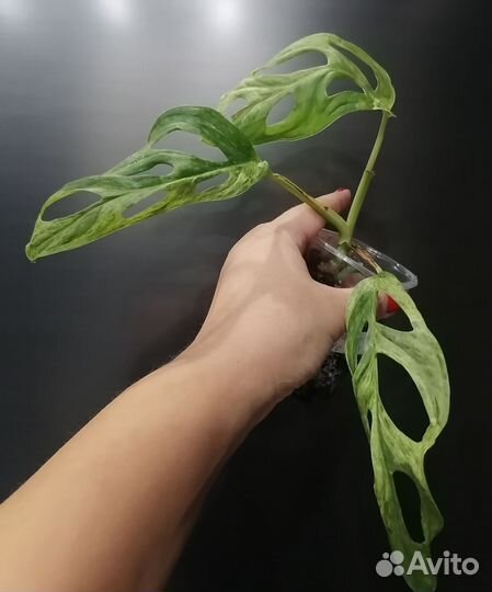 Домашние цветы