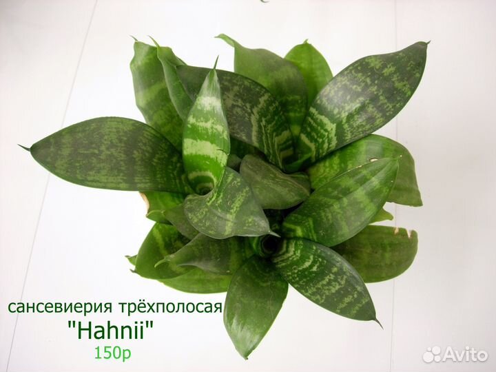 Домашние растения 1