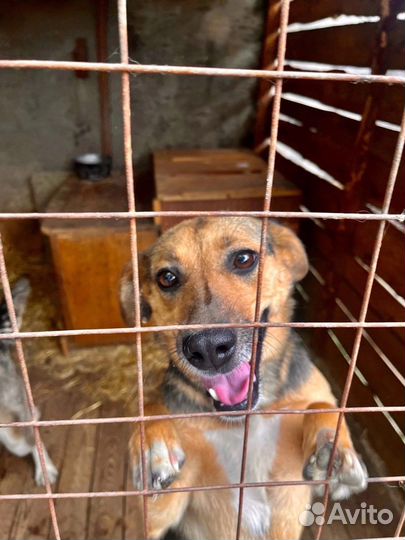 Собака в добрые руки