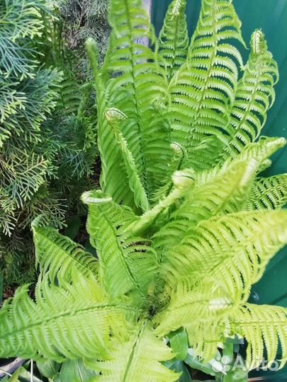 Папортник Страусиное перо тибетская малина