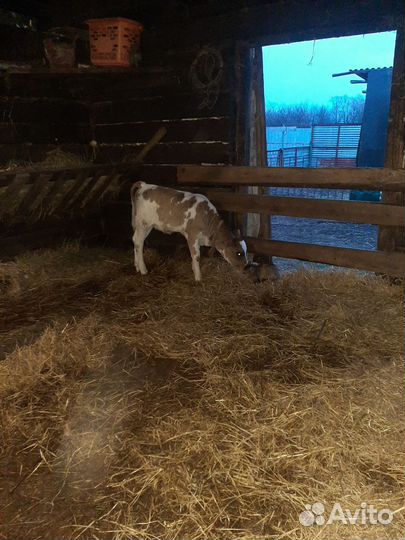 Телята бычки