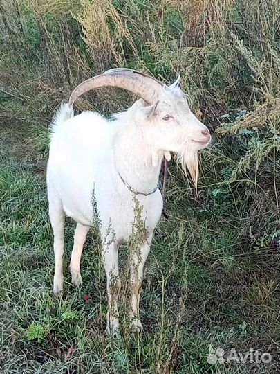 Козы и козлы