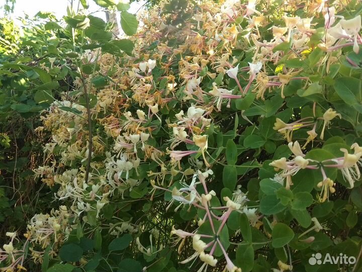 Каприфоль и многое другое