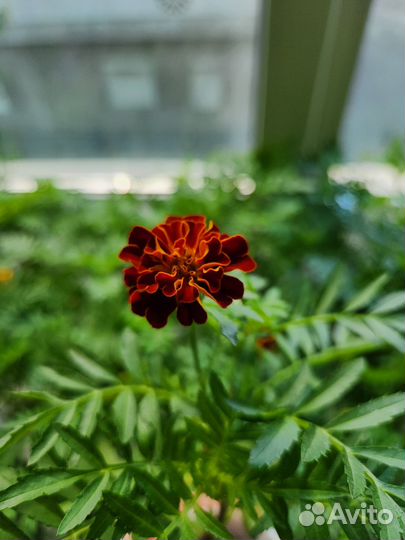 Рассада цветов бархатцы