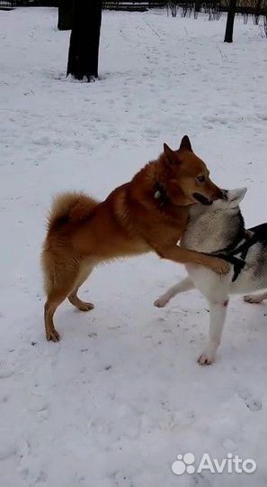 Вязка кобель карело-финская лайка