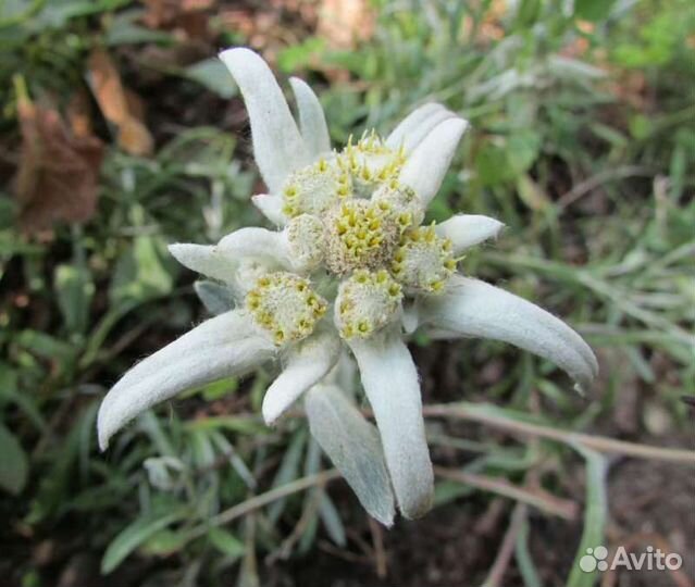 Многолетние цветы, травы