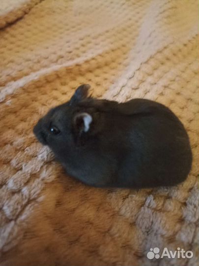 Джунгарский хомяк бесплатно