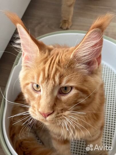 Мейн кун мальчик