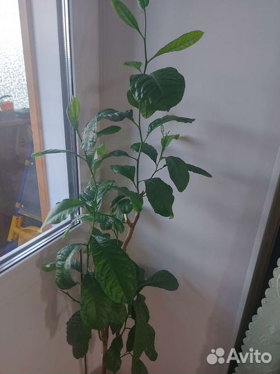 Лимон, Лимонное дерево