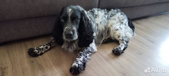 Русский спаниель вязка