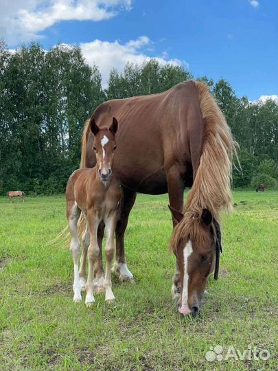 Катание на лошадях