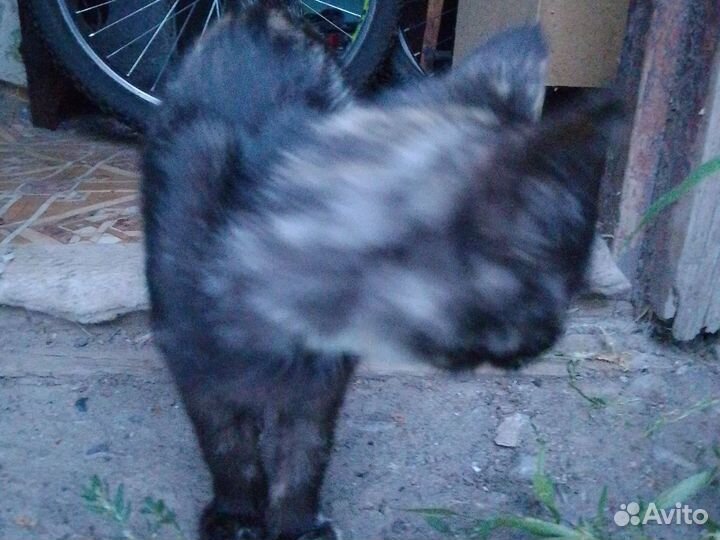 Кошка в дар бесплатно