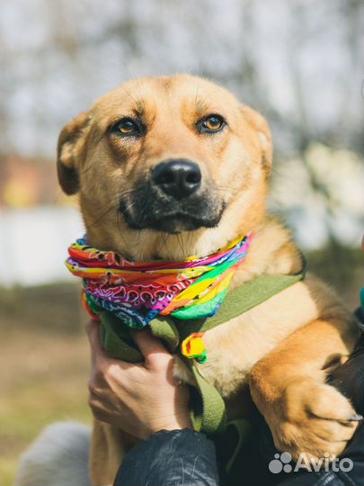 Собака в добрые руки отдам бесплатно