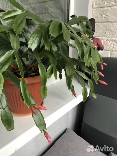 Декабрист шлюмбергера