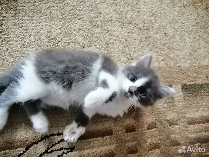 Котенок - мальчик