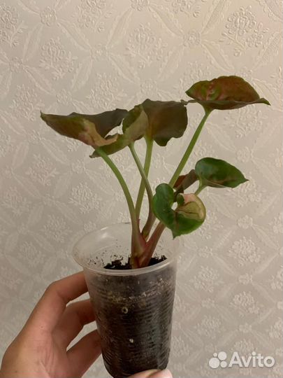 Сингониум Клубничный Лед