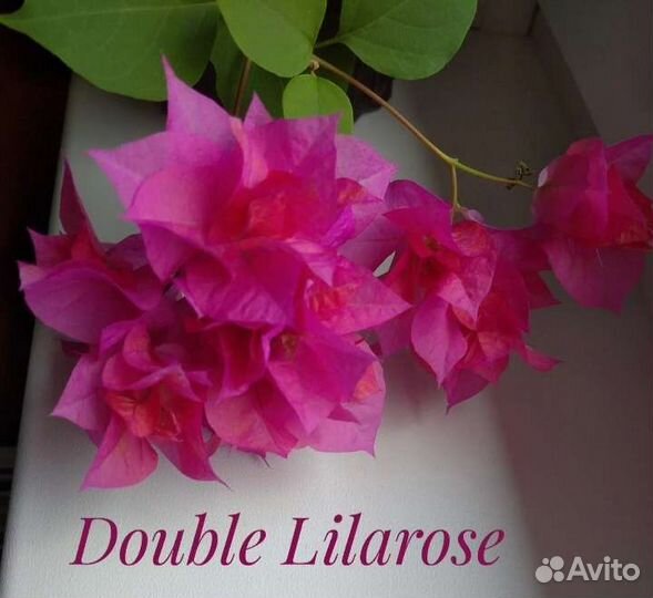 Бугенвиллия