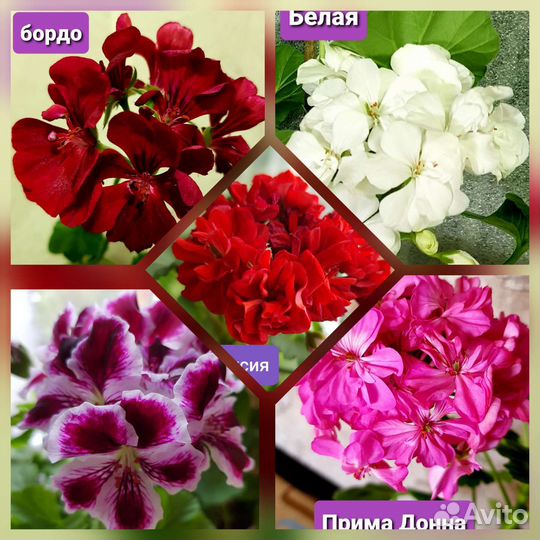 Комнатные растения