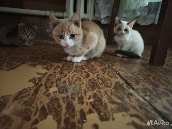 Котята в добрые руки