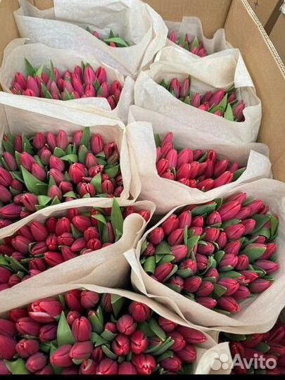 Тюльпаны опт от 200