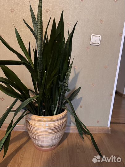 Сансивиерия