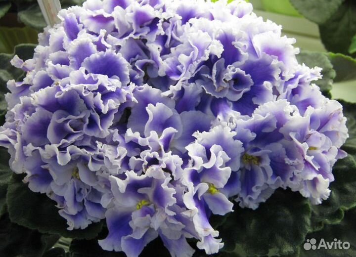 Фиалка Снежные Карпаты