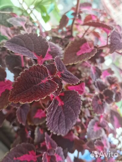 Колеусы, традесканция, ирезине