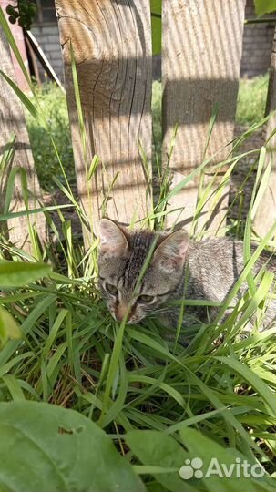 Кошечка в добрые руки