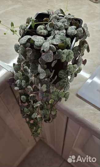 Церопегия Вуда