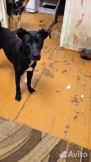 Собака, девочка в добрые руки