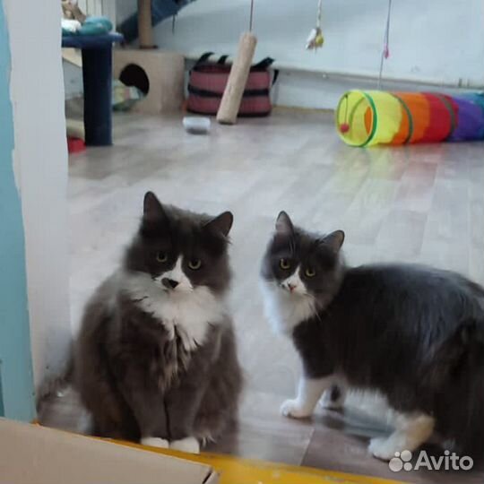 Кот и кошка