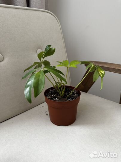 Шефлера вариегатная