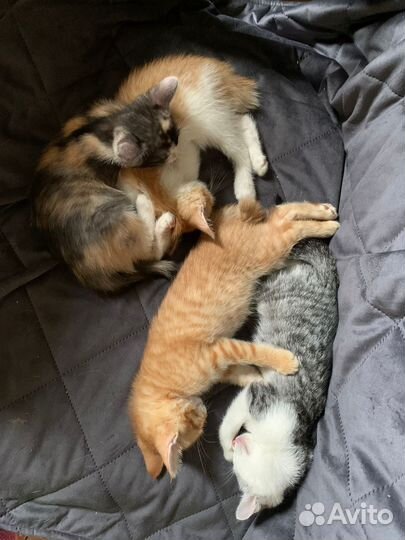 Котята в добрые руки