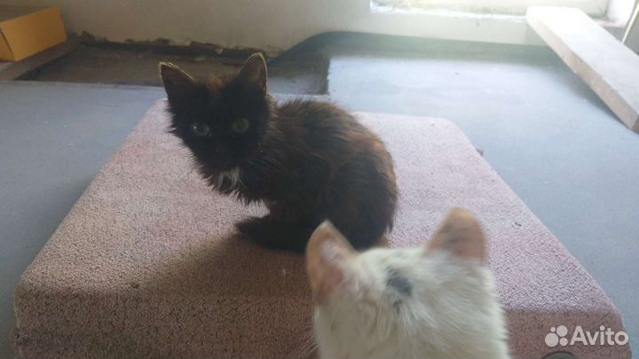 Кошки в добрые руки, разные